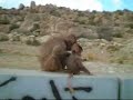 Monkeys in Taif in Saudi Arabia