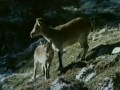 golden-eagle-drags-goats-off-cliff