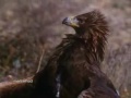 golden-eagle-drags-goats-off-cliff