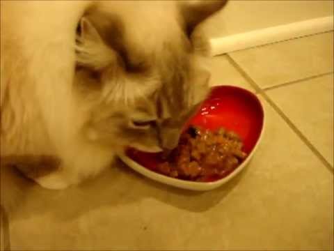 Heart Shape Cat Bowl by Greenfields Care Products Review 0 Heart Shape Cat Bowl by Greenfields Care Products Review
