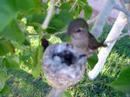 Humming bird nest April 3 2007 #3 (windy)