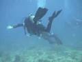 Video Info::<table><tr><td width='30%' valign='top'>Title</td><td width='1%' valign='top'>:</td><td width='89%'>Scuba - Tortugas - Mexico</td></tr><tr><td>Views</td><td>:</td><td>605</td></tr><tr><td>Votes</td><td>:</td><td>0</td></tr><tr><td>Rating</td><td>:</td><td></td></tr><tr><td>Downloads</td><td>:</td><td></td></tr><tr><td>Added by</td><td>:</td><td></td></tr><tr><td>Date</td><td>:</td><td>2007-08-16 14:23:48</td></tr></table> Scuba - Tortugas - Mexico