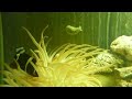 large Maroon Clownfish
