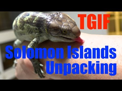 YouTube reptile video