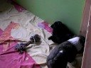 tibet terrier welpe norbu tibet terrier welpe norbu