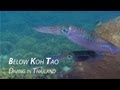 Below Koh Tao 2012 - HD Underwater Video - YouTube