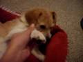 MAXI THE AMAZING SLEEPING PUPPPY MAXI THE AMAZING SLEEPING PUPPPY