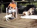 Spinone Puppy Play Time