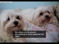 Videos