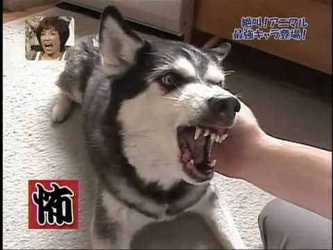 Funny Dogs Making Scary Faces