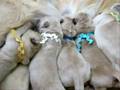 Golden Retriever video