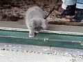 Cliquez pour voir la vid�o