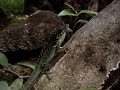 Anolis roquet summus - F�tterung mit Heimchen
