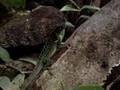 Anolis roquet summus - Fütterung mit Heimchen