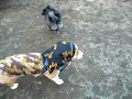 Poodle 20061218 Pomeranian & Miniature Schn…