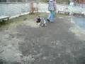 Schnauzer Miniatura video