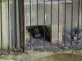 El palomo mas chungo de toda Barcelona