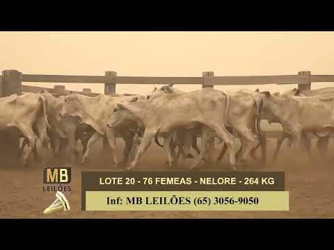 1� LEIL�O VIRTUAL FAZENDA NAYARA & CONVIDADOS