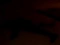 aki otra prueba de k en el condado de nacozari existen los morsas zombies en esta ocasion mataron a 2 muchachos gays