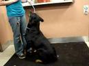 10-1-07 URGENT MALE ROTTWEILER PUREBRED OBEDIENCE TRAINED 10-1-07 URGENT MALE ROTTWEILER PUREBRED OBEDIENCE TRAINED