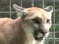 Tigers 