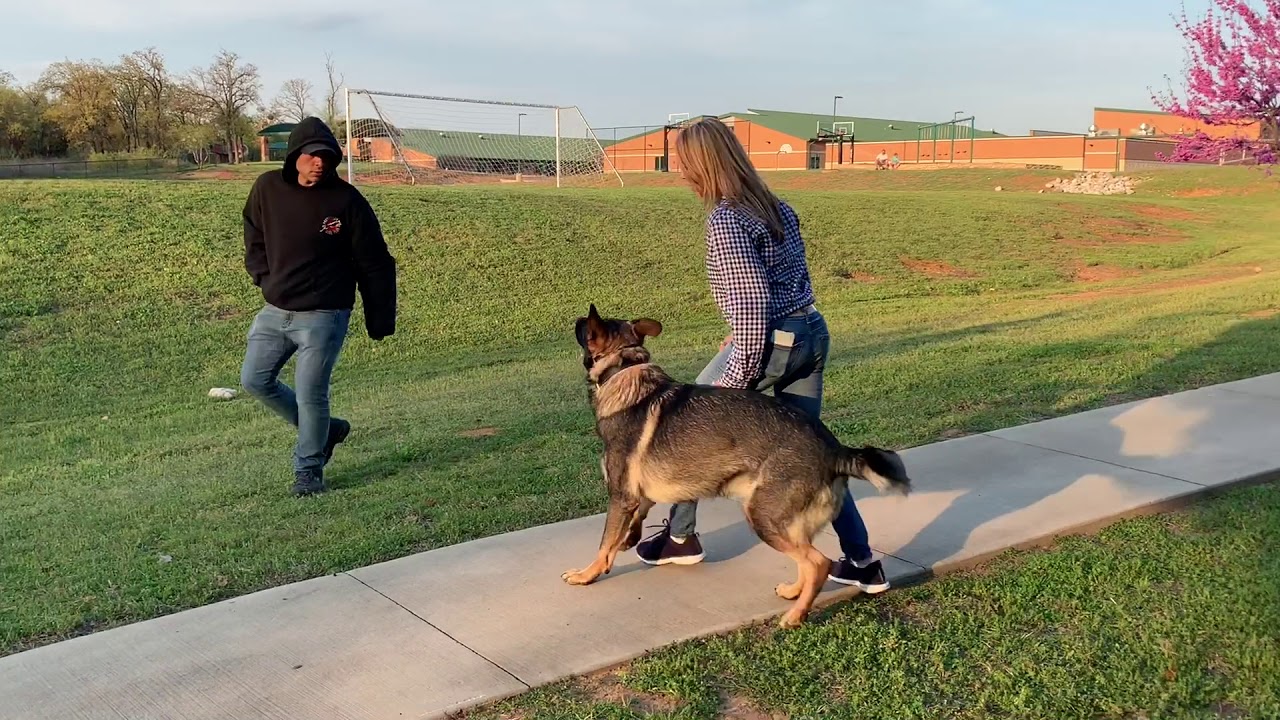 Dargo - Protection Dogs Plus