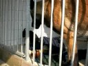 Dobermann pup and adult Malinois