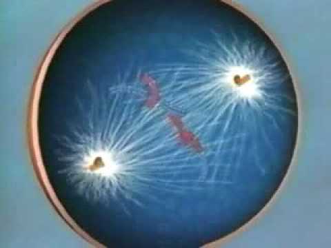 Mitosis