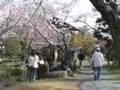 2007 Sakura (Cherry Blossom), Shosei-en Garden