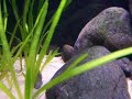 Tropheus sp. Black Pemba