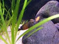 Tropheus sp. Black Pemba