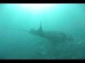 [DIVING] Manta by night (Maldives)