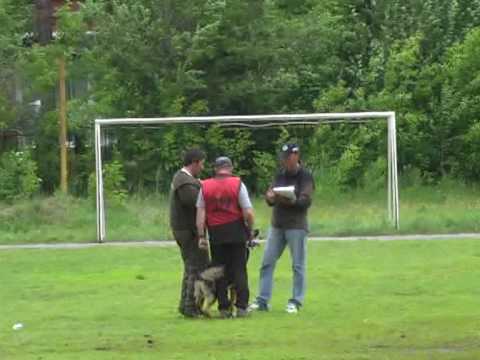 Chiempionat Rossii 2010 po IPO-3, C-94|-