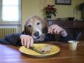 funny human dog