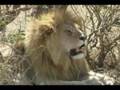 Africa