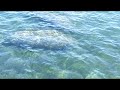 Pair of Manatees