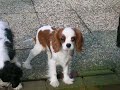 Cavalier pups Apollo - Luna - Didi en Milly Cavalier pups Apollo - Luna - Didi en Milly