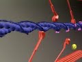 Muscular System, Sliding Filament Theory (2)