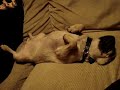 Sany the snoring Pug.
