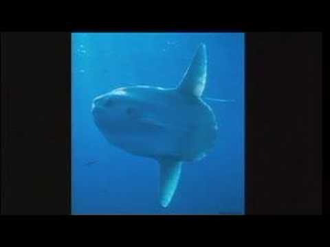 Tierney Thys: Swim with giant ...