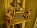 Sphynx - Aphi\ Sphynx - Aphi\
