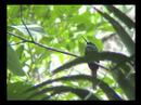 Rufous-tailed Jacamar
