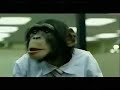 Silly Monkey Silly Monkey