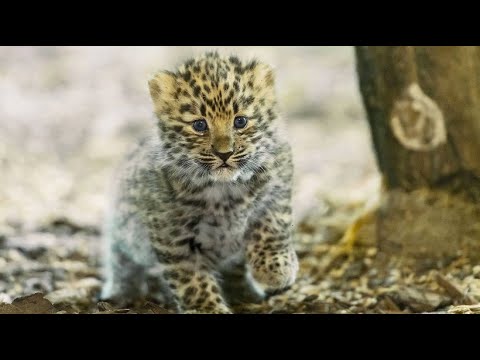 Wien/sterreich: Tierpark Schnbrunn - Amur-Leoparden N ...