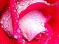 Raina Rose Raina Rose