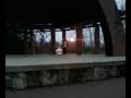 Jourdian Whalen-Frontside 180