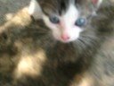 koh phi phi kitten