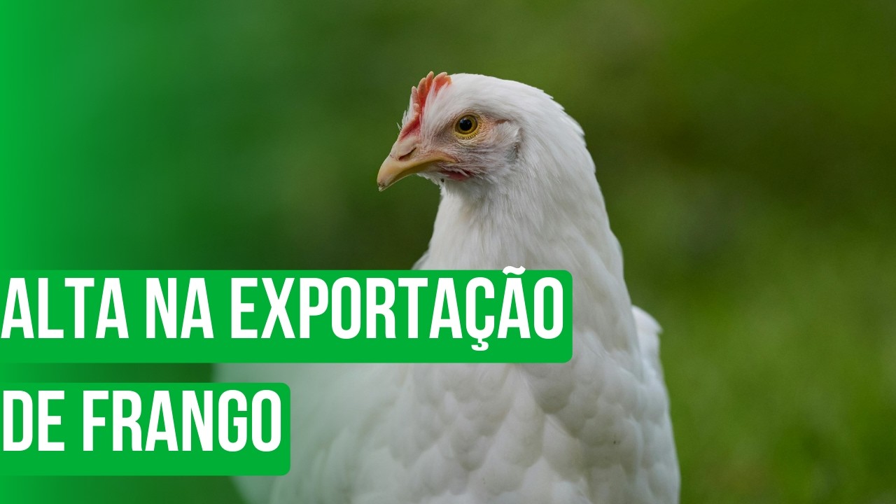 Alta na exportação de frango
