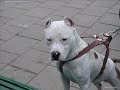 pitbull