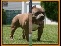pitbull